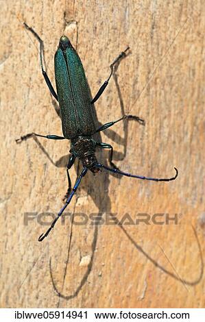 Musk beetle (Aromia moschata), wood, tree trunk, Göggingen, Upper Danube nature park Park, Baden-Württemberg, Germany, Europe View Large Photo Image Stock Image - Musk beetle (Aromia moschata), wood, tree trunk, Göggingen, Upper Danube nature park Park, Baden-Württemberg, Germany, Europe. Fotosearch