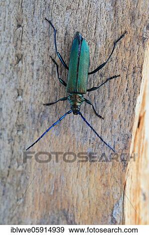 Musk beetle (Aromia moschata), wood, tree trunk, Göggingen, Upper Danube nature park Park, Baden-Württemberg, Germany, Europe View Large Photo Image Stock Photo - Musk beetle (Aromia moschata), wood, tree trunk, Göggingen, Upper Danube nature park Park, Baden-Württemberg, Germany, Europe. Fotosearch