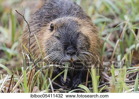 Muskrat (Ondatra zibethicus), Wolfsburg, Lower Saxony, Germany, Europe View Large Photo Image Stock Image - Muskrat (Ondatra zibethicus), Wolfsburg, Lower Saxony, Germany, Europe. Fotosearch