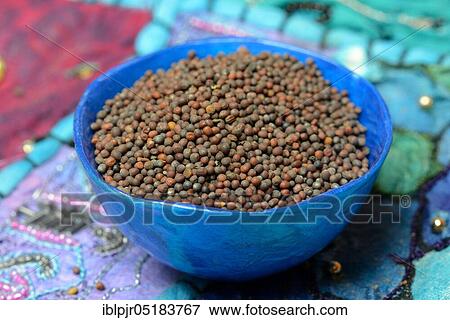 Stock Photo - Mustard green (Brassica juncea) mustard seed. Fotosearch