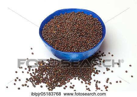 Stock Photo - Mustard green (Brassica juncea) mustard seed. Fotosearch