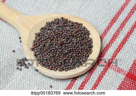 Mustard green (Brassica juncea) mustard seed View Large Photo Image Stock Photo - Mustard green (Brassica juncea) mustard seed. Fotosearch