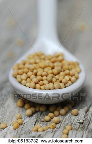 Stock Image - Mustard green ( Braßica juncea), Mustard seeds in porcelain spoon, Mustard seeds, Mustard seed, Mustard seeds. Fotosearch