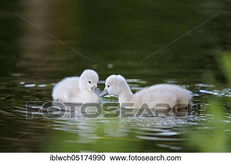 Mute swan (Cygnus olor), chick, North Rhine-Westphalia, Germany, Europe View Large Photo Image Stock Image - Mute swan (Cygnus olor), chick, North Rhine-Westphalia, Germany, Europe. Fotosearch
