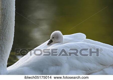 Mute swan (Cygnus olor), chick on back of parent, North Rhine-Westphalia, Germany, Europe View Large Photo Image Picture - Mute swan (Cygnus olor), chick on back of parent, North Rhine-Westphalia, Germany, Europe. Fotosearch