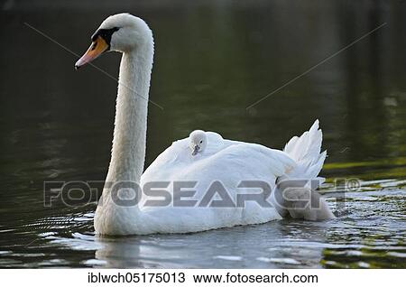Mute swan (Cygnus olor) with chicks, North Rhine-Westphalia, Mute swan, Germany, Europe View Large Photo Image Stock Image - Mute swan (Cygnus olor) with chicks, North Rhine-Westphalia, Mute swan, Germany, Europe. Fotosearch