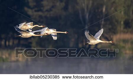 Mute swans, Lusatia, Saxony (Ardea cinerea), Germany, Europe View Large Photo Image Stock Photography - Mute swans, Lusatia, Saxony (Ardea cinerea), Germany, Europe. Fotosearch