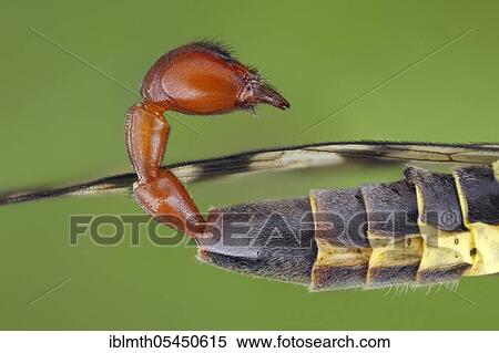 Stock Photography - Naming sexual organ of a common scorpion fly (Panorpa communis). Fotosearch