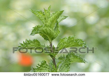 Stock Photo - Nane Peppermint (Mentha spicata var. crispa Nane). Fotosearch