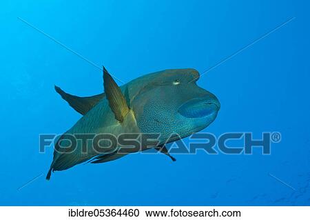 Stock Image - Napoleon Humpback Wrasse (Cheilinus undulatus), St. Johns, Red Sea, Egypt, Africa. Fotosearch