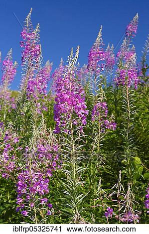 Stock Image - Narrow-leaved willowherb, Epilobium angustifolium, Switzerland, Europe. Fotosearch