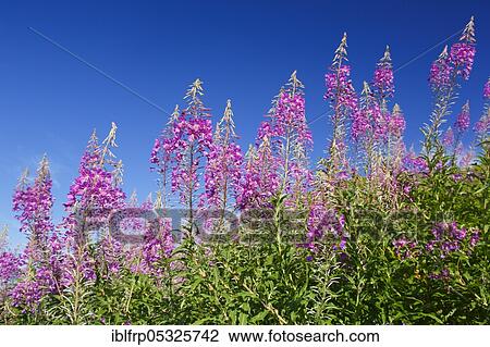 Narrow-leaved willowherb, Epilobium angustifolium, Switzerland, Europe View Large Photo Image Stock Image - Narrow-leaved willowherb, Epilobium angustifolium, Switzerland, Europe. Fotosearch