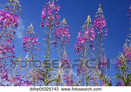 Stock Image - Narrow-leaved willowherb, Epilobium angustifolium, Switzerland, Europe. Fotosearch