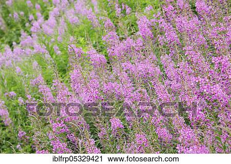 Stock Image - Narrow-leaved willowherb, Epilobium angustifolium, Switzerland, Europe. Fotosearch