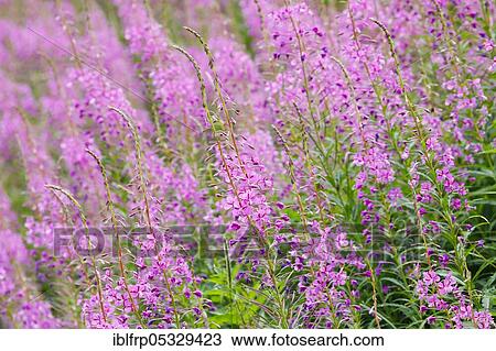 Narrow-leaved willowherb, Epilobium angustifolium, Switzerland, Europe View Large Photo Image Stock Image - Narrow-leaved willowherb, Epilobium angustifolium, Switzerland, Europe. Fotosearch