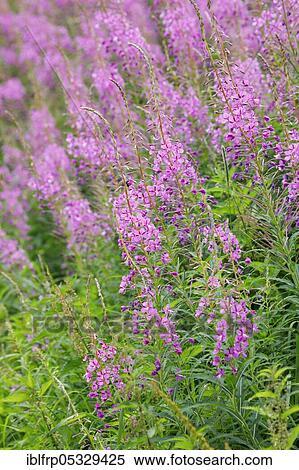 Stock Photography - Narrow-leaved willowherb, Epilobium angustifolium, Switzerland, Europe. Fotosearch