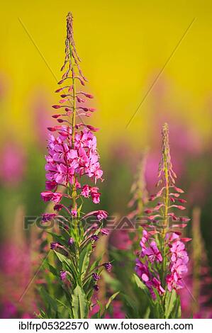 Narrow-leaved willowherb, Scotland, Great Britain View Large Photo Image Stock Image - Narrow-leaved willowherb, Scotland, Great Britain. Fotosearch