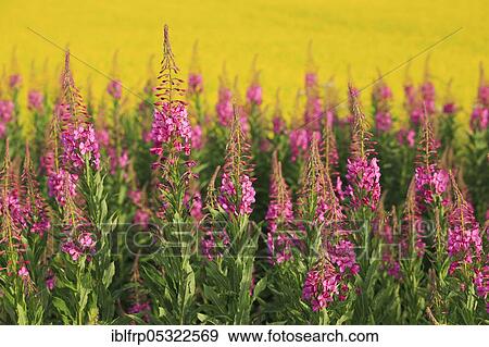 Narrow-leaved willowherb, Scotland, United Kingdom, Europe View Large Photo Image Stock Photo - Narrow-leaved willowherb, Scotland, United Kingdom, Europe. Fotosearch