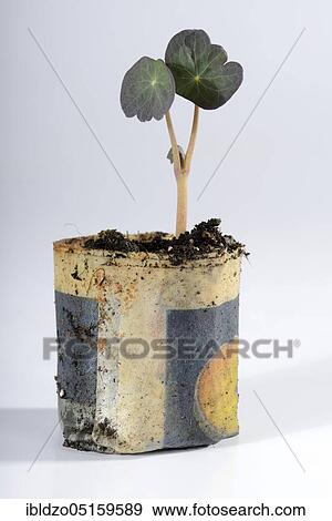 Nasturtium, seedling in paper pot (Tropaeolum majus), seedling View Large Photo Image Stock Photo - Nasturtium, seedling in paper pot (Tropaeolum majus), seedling. Fotosearch