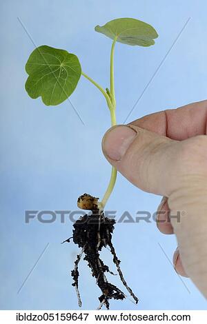 Nasturtium, seedling (Tropaeolum majus) View Large Photo Image Stock Photo - Nasturtium, seedling (Tropaeolum majus). Fotosearch