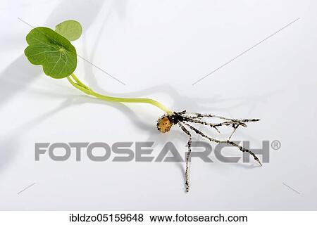 Nasturtium, seedling (Tropaeolum majus) View Large Photo Image Stock Photo - Nasturtium, seedling (Tropaeolum majus). Fotosearch
