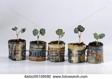 Nasturtium, seedlings in paper pots (Tropaeolum majus), paper pot, seedling View Large Photo Image Stock Image - Nasturtium, seedlings in paper pots (Tropaeolum majus), paper pot, seedling. Fotosearch