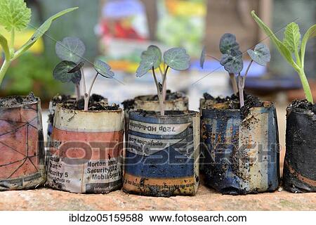 Nasturtium, seedlings in paper pots (Tropaeolum majus), paper pot, seedling View Large Photo Image Stock Photo - Nasturtium, seedlings in paper pots (Tropaeolum majus), paper pot, seedling. Fotosearch