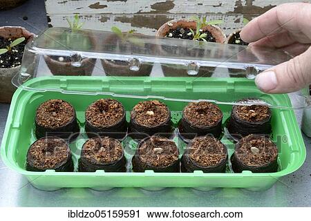 Nasturtium, seeds are planted (Tropaeolum majus) View Large Photo Image Stock Image - Nasturtium, seeds are planted (Tropaeolum majus). Fotosearch