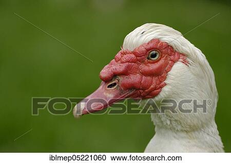 Native Muscovy Duck (Cairina moschata forma domestica) View Large Photo Image Stock Image - Native Muscovy Duck (Cairina moschata forma domestica). Fotosearch