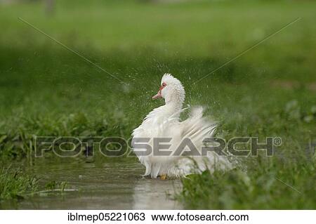 Native Muscovy Duck (Cairina moschata forma domestica) View Large Photo Image Stock Image - Native Muscovy Duck (Cairina moschata forma domestica). Fotosearch