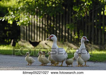 Native Muscovy Duck (Cairina moschata forma domestica) View Large Photo Image Stock Photo - Native Muscovy Duck (Cairina moschata forma domestica). Fotosearch