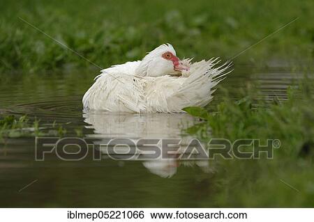Native Muscovy Duck (Cairina moschata forma domestica) View Large Photo Image Stock Photograph - Native Muscovy Duck (Cairina moschata forma domestica). Fotosearch