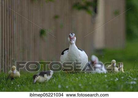 Native muscovy duck with ducklings (Cairina moschata forma domestica) View Large Photo Image Picture - Native muscovy duck with ducklings (Cairina moschata forma domestica). Fotosearch