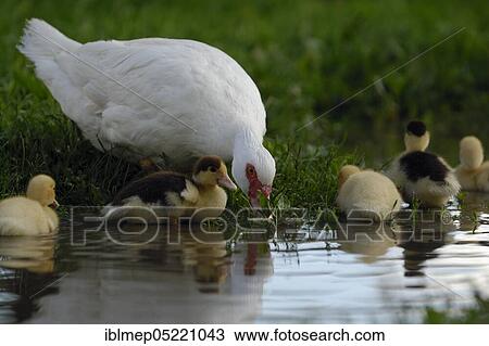 Native muscovy duck with ducklings (Cairina moschata forma domestica) View Large Photo Image Stock Image - Native muscovy duck with ducklings (Cairina moschata forma domestica). Fotosearch