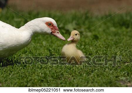 Native muscovy duck with ducklings (Cairina moschata forma domestica) View Large Photo Image Stock Image - Native muscovy duck with ducklings (Cairina moschata forma domestica). Fotosearch