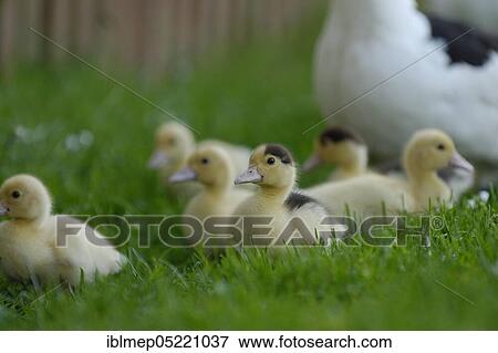 Native muscovy duck with ducklings (Cairina moschata forma domestica) View Large Photo Image Stock Photo - Native muscovy duck with ducklings (Cairina moschata forma domestica). Fotosearch