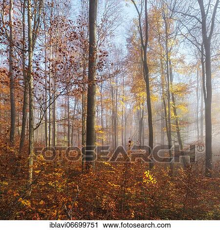 Stock Image - Natural beech forest with beginning regeneration in autumn with fog, dense undergrowth, Hainich National Park, Thuringia, Germany, Europe. Fotosearch