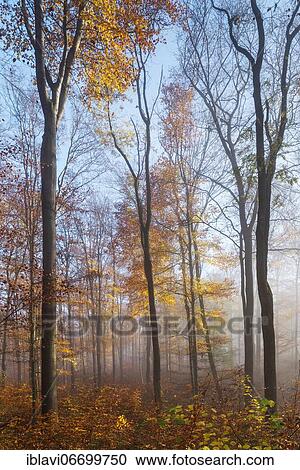 Natural beech forest with dying old trees and beginning regeneration in autumn with fog, dense undergrowth, Hainich National Park, Thuringia, Germany, Europe View Large Photo Image Stock Image - Natural beech forest with dying old trees and beginning regeneration in autumn with fog, dense undergrowth, Hainich National Park, Thuringia, Germany, Europe. Fotosearch