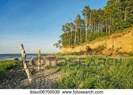 Natural coastal landscape at the Baltic Sea, steep coast with birch forest, Hohen Wieschendorf Huk, near Wismar, Mecklenburg-Western Pomerania, Germany, Europe View Large Photo Image Stock Photo - Natural coastal landscape at the Baltic Sea, steep coast with birch forest, Hohen Wieschendorf Huk, near Wismar, Mecklenburg-Western Pomerania, Germany, Europe. Fotosearch