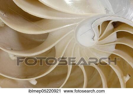 Stock Image - Nautilus (Nautilus pompilius), l. s. of shell with chambers. Fotosearch