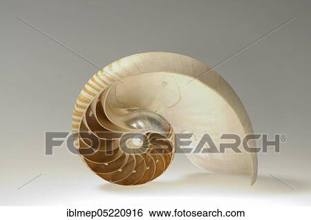 Nautilus (Nautilus pompilius), l. s. of shell with chambers View Large Photo Image Stock Photograph - Nautilus (Nautilus pompilius), l. s. of shell with chambers. Fotosearch