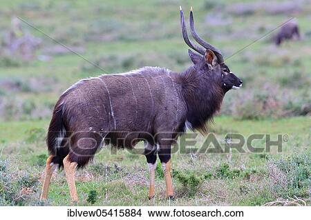 Nayla (Tragelaphus) antelope, male, Kariega Game Reserve, Western Cape, South Africa angasi View Large Photo Image Picture - Nayla (Tragelaphus) antelope, male, Kariega Game Reserve, Western Cape, South Africa angasi. Fotosearch