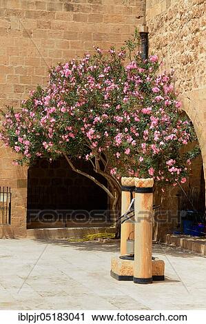 Nerium in the courtyard, Anatolia ( Nerium ), Deyrulzafaran Monastery, Mardin, Turkey, Asia View Large Photo Image Stock Image - Nerium in the courtyard, Anatolia ( Nerium ), Deyrulzafaran Monastery, Mardin, Turkey, Asia. Fotosearch
