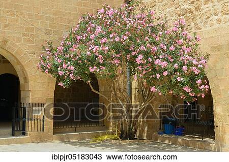 Stock Image - Nerium in the courtyard, Anatolia ( Nerium ), Deyrulzafaran Monastery, Mardin, Turkey, Asia. Fotosearch