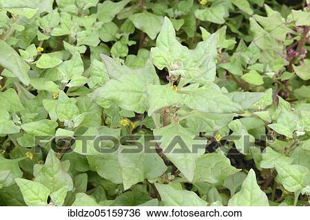 New Zealand spinach, New Zealand spinach, New Zealand spinach (Tetragonia tetragonioides) View Large Photo Image Stock Photograph - New Zealand spinach, New Zealand spinach, New Zealand spinach (Tetragonia tetragonioides). Fotosearch