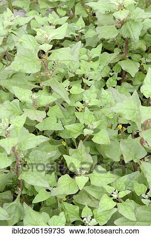 New Zealand spinach, New Zealand spinach, New Zealand spinach (Tetragonia tetragonioides) View Large Photo Image Stock Photography - New Zealand spinach, New Zealand spinach, New Zealand spinach (Tetragonia tetragonioides). Fotosearch