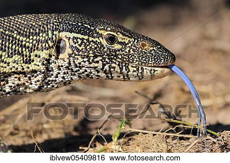 Nile monitor (Varanus niloticus) lambing, Kasane, Chobe River, Chobe River National Park, Botswana, Africa View Large Photo Image Stock Photograph - Nile monitor (Varanus niloticus) lambing, Kasane, Chobe River, Chobe River National Park, Botswana, Africa. Fotosearch