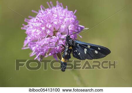 Nine-spotted moth (Amata phegea), Rabac, Istria, Croatia, Europe View Large Photo Image Stock Image - Nine-spotted moth (Amata phegea), Rabac, Istria, Croatia, Europe. Fotosearch