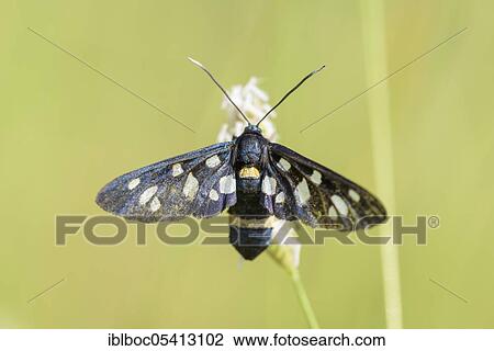 Nine-spotted moth (Amata phegea), Rabac, Istria, Croatia, Europe View Large Photo Image Stock Image - Nine-spotted moth (Amata phegea), Rabac, Istria, Croatia, Europe. Fotosearch