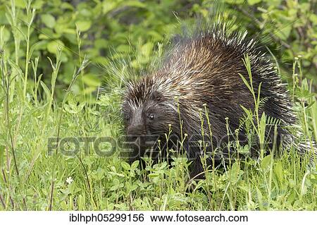 Stock Photograph - North American porcupine (Erethizon dorsatum), Forillon national park, Quebec, Canada, North America. Fotosearch